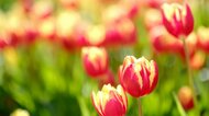 『Love to Nippon』世界から被災地へエール 忘れない韓国の支援 国際女性デーに花束を!【世界イッキ見】