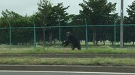 札幌の住宅街に出没の「クマ」猟友会のハンター