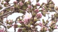 大船渡市でサクラ開花を宣言 1996年以降最も早い観測【岩手】