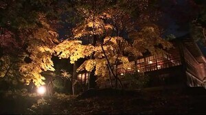 「南昌荘」紅葉ライトアップ 国の登録記念物の庭園<岩手・盛岡市>