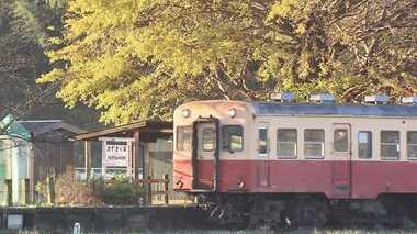 まるでタイムスリップ?台風で傷ついたイチョウに見た、美しさとは