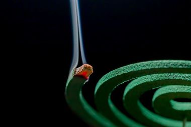 「蚊はなぜ暗闇でも飛べるのか」 メカニズムを解明…寄せ付けない“新たな手法”が見つかるかも