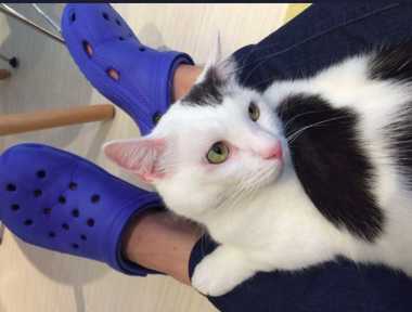 「GUのジーンズに猫がやたらすり寄ってくる」に共感…染料に“マタタビ”使用はホントか聞いてみた