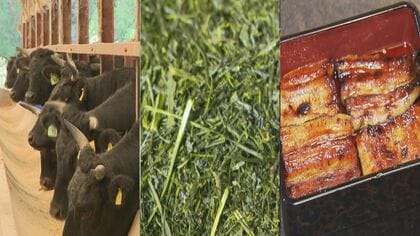 和牛もお茶もウナギも鹿児島が日本一！でも知られていないのはなぜ？　しつこく言い続け『第一想起』の壁を打ち破ろう！