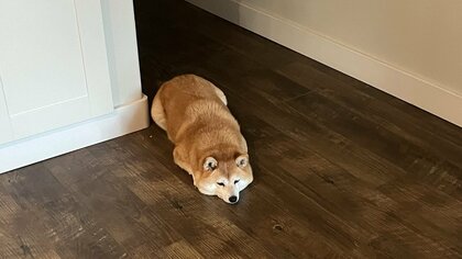 “だるまさんがころんだ”状態？食事の準備中に少しずつ近づいて来る柴犬の圧が控え目…いつものことなのか飼い主に聞いた