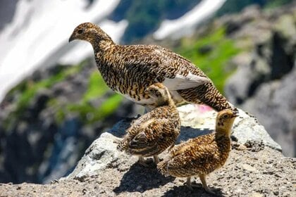 国指定北アルプス鳥獣保護区が拡張 絶滅危惧「ライチョウ」目撃情報受け