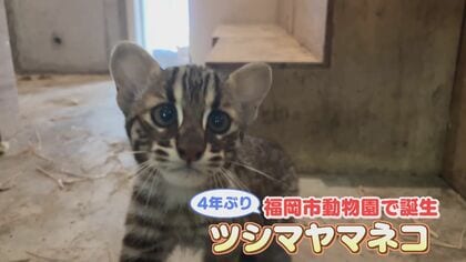 絶滅危惧種ツシマヤマネコ 動物園で4年ぶり誕生した子ネコの名前は『なぎ』 “対馬の海のような穏やかな未来を願う”名前に 【福岡発】