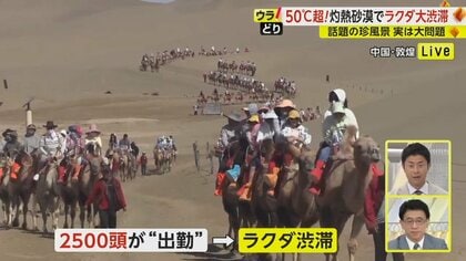 灼熱の砂漠で“ラクダ渋滞”　3つの「すぎる」でラクダが突然のストライキ…”待遇改善”されず緊張状態続く【中国・敦煌】