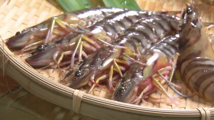 無事で良かった…甘くてプリップリの絶品「クルマエビ」 豪雨による“全滅”危機乗り越え今シーズンの出荷も絶好調！