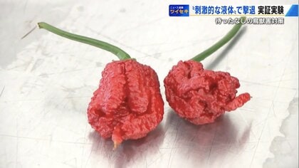 「激辛トウガラシ」でクマ退散？　安芸高田市で始まった“カプサイシン作戦”　イノシシにも効果を実感【広島発】