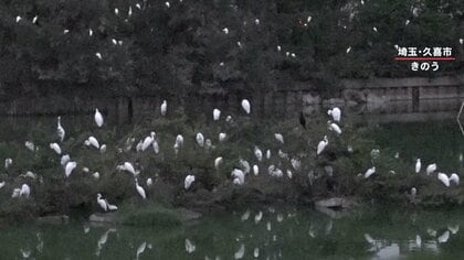 【恐怖】埼玉の住宅街に“サギ”集団　被害報告続々…住民「ギャーギャーと本当にうるさい」すみか奪われ大移動か？