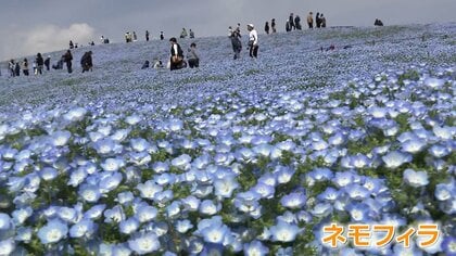 首都高の高架に“大量のハンガー”　「春カラス」がせっせと巣作り　近所の人「ハンガーなくなった」