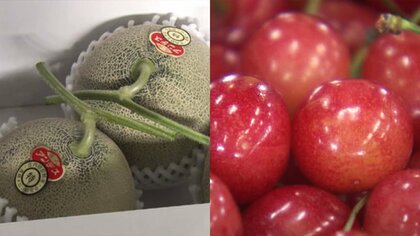 8万円のご祝儀価格！　庄内砂丘メロン初セリ・「東根さくらんぼ」も目ぞろえ会　初夏の味覚シーズン到来【山形発】