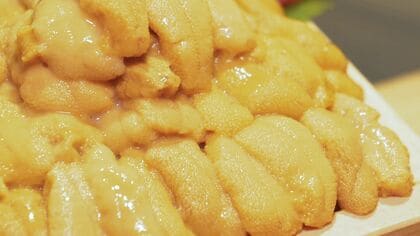 『ウニがいない』漁が始まるも頭を抱える漁師 「120～130人前が 今年は60人前くらい」例年の半分以下 全国から客がくる行列のできる店も不安に 異変のワケはコンブ？ 北海道積丹町