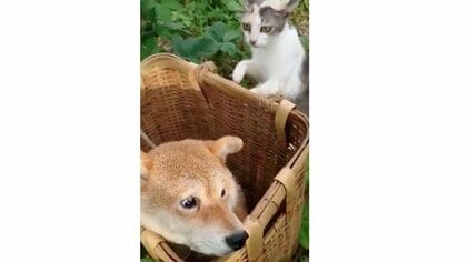 「恐くて振り返れない」背後から近づく猫に“怯える表情”の柴犬がかわいい…状況を飼い主に聞いた