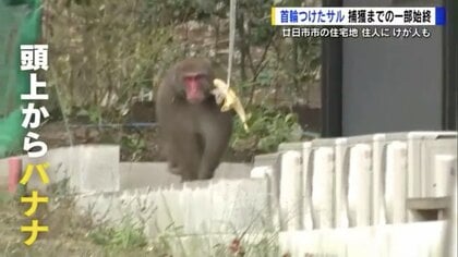 バナナでも逃げられ… 住宅地で人襲う「サル」捕獲までの一部始終　“首輪”をつけ飼われていた？【広島発】
