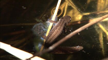 【釧路湿原メガソーラー問題】市が求めていた特別天然記念物「タンチョウ」の再調査結果を事業者が提出―絶滅危惧種「キタサンショウウオ」についても再調査要求を検討か〈北海道釧路市〉