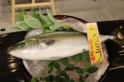  “ブリ”と“ヒラマサ”のいいとこ取り!? 近大生まれの「ブリヒラ」が人気…どんな味?おすすめ料理を聞いた