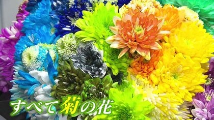 菊の花をカラフルに染め上げる「カラーリングマム」4割の規格外廃棄せ