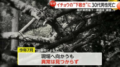 ロケット花火のような音がした」遊歩道のイチョウの枝が突然落下