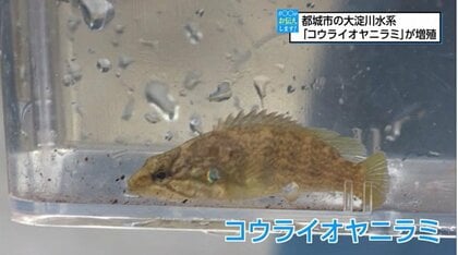 初確認から6年後で爆発的に増加し大淀川水系の71％でDNAを確認 生態系