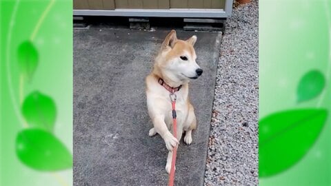 「ちょっと待て」とばかりに…拒否が“クセ強”な犬が話題　嫌なことには独特のポーズ　東京・東村山市