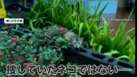 “過去20年で最悪”ハワイ洪水　ダム決壊の恐れ　下流住民に避難命令230人以上救助　行方不明の愛猫を探す人も