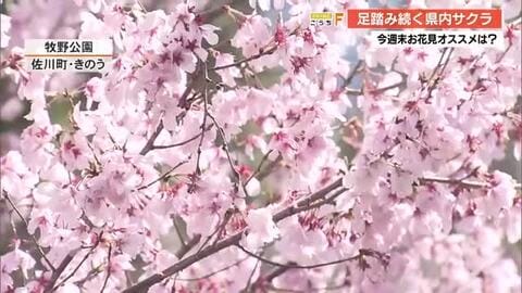 【高知・桜情報】佐川・牧野公園が満開！県内各地で咲き始め、今週末はお花見日和