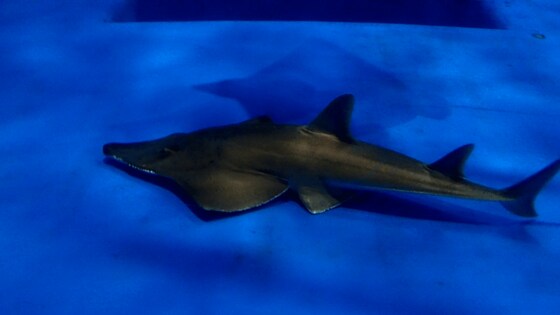 飼育員も気づかず 水族館で長年飼育のエイが実は 新種 だった 発見の経緯を聞いた