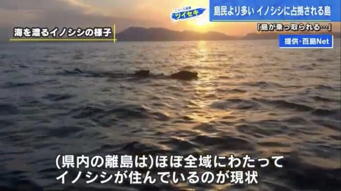 瀬戸内の離島をめがけて海を渡るイノシシ(提供:百島Net)