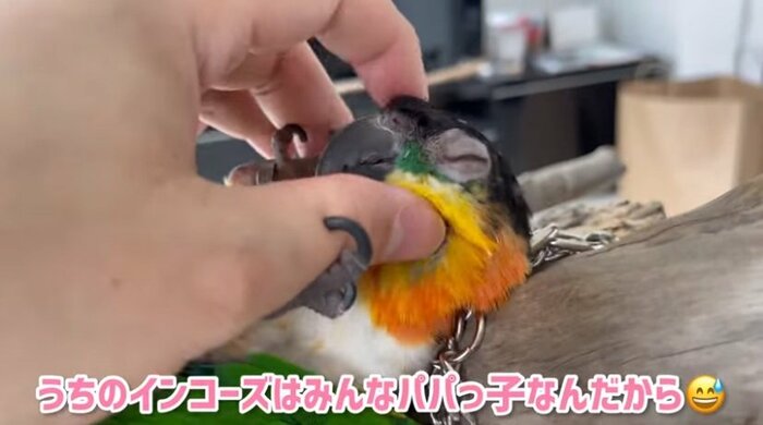 こちらも“パパっ子”だというズクロシロハラインコの「ひめ」ちゃん