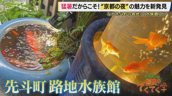 路地水族館