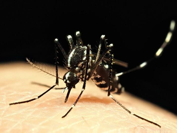 ヒトスジシマカ（画像：国立健康危機管理研究機構　感染症情報提供サイトより）
