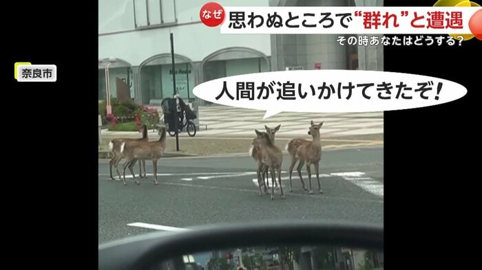 追いかけてきている人間を見つめるシカ(視聴者提供)