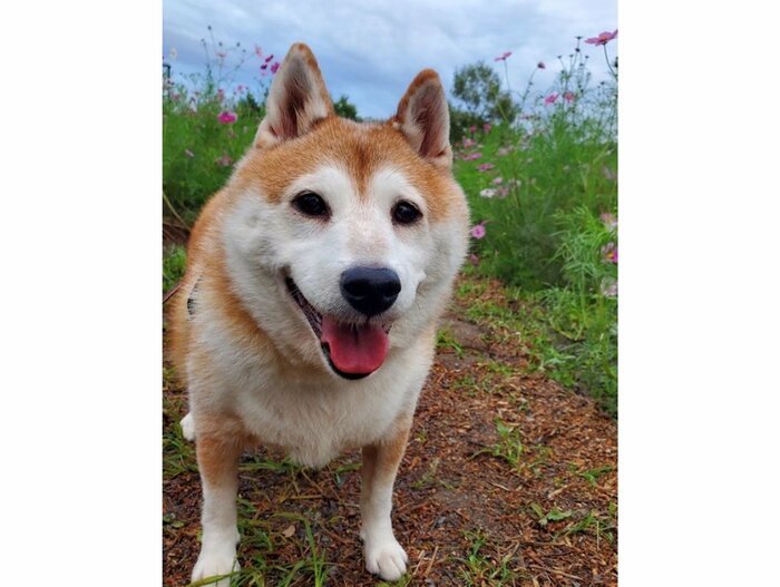 ななちゃん(提供:柴犬ななさん)