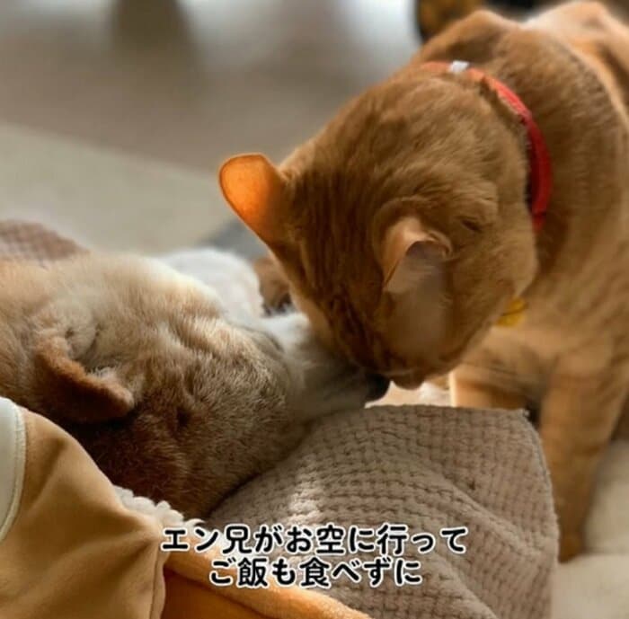 左:エンくん 右:ちまきくん