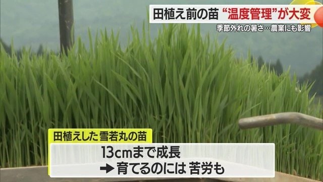 種をまいてから田んぼに植えられるようになる約13センチまで育てるのにハウスで約1カ月かかる