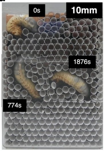 カブトムシの幼虫が蠕動運動しながら地面を直線的に掘り進む様子【Adachi, H., Ozawa, M., Yagi, S. et al. Pivot burrowing of scarab beetle (Trypoxylus dichotomus) larva. Sci Rep 11, 14594 (2021)】