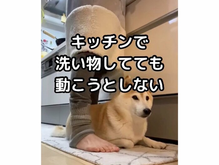 提供:柴犬Mamesuke・Korosuke大阪さん