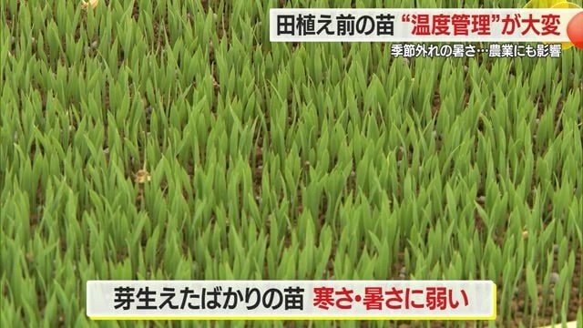 発芽直後の小さな苗は寒さ・暑さに弱くデリケート