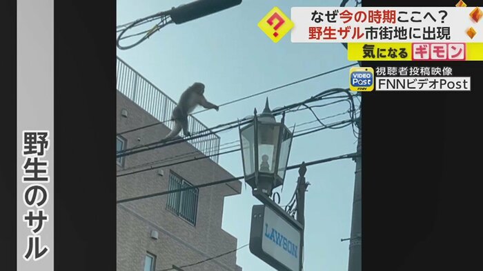 綱渡りのように電線を移動する野生のサル