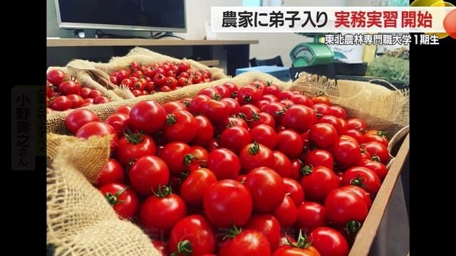 ニンニク農家を継ぐ学生がトマト農家で「実務実習」をするのには、将来を展望した明確な理由がある