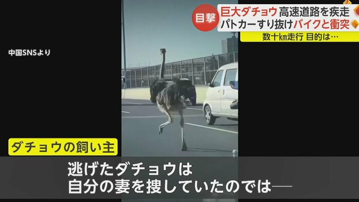 つがいのメスは治療のため別の場所にいたという