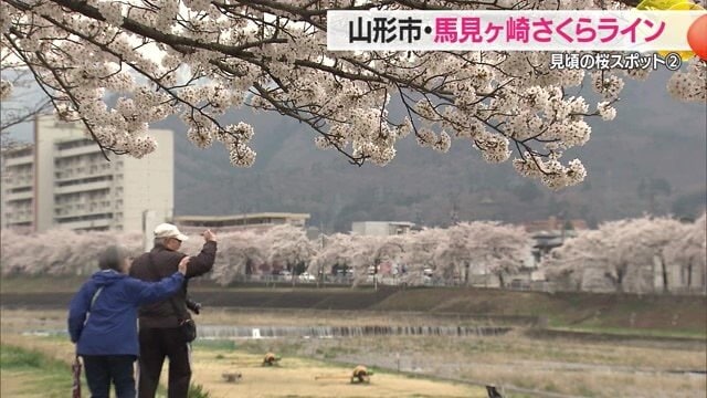 川を挟んで両岸にサクラが咲く