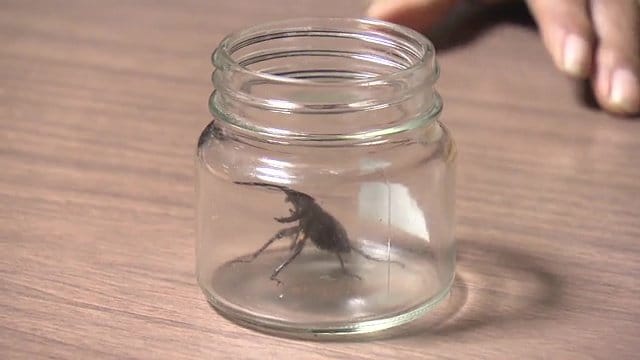 杉田さんはクワガタを大切に保護
