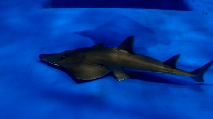 水槽をゆらゆら泳ぐ姿に癒される(提供:かごしま水族館)