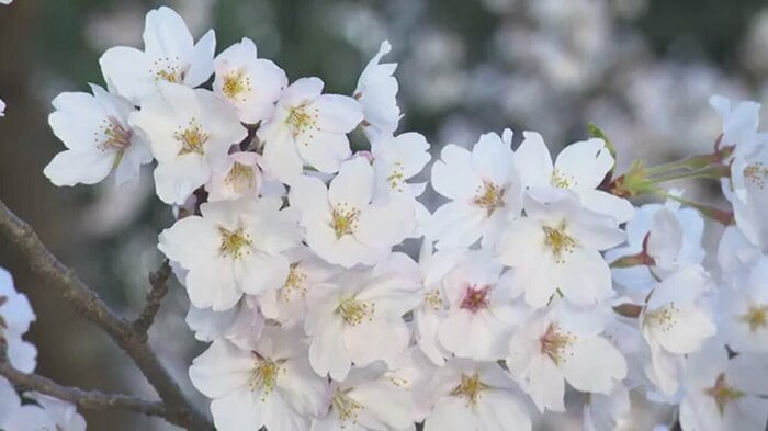 満開の桜が枝いっぱいに咲き誇る兼六園・桜ヶ丘のソメイヨシノ