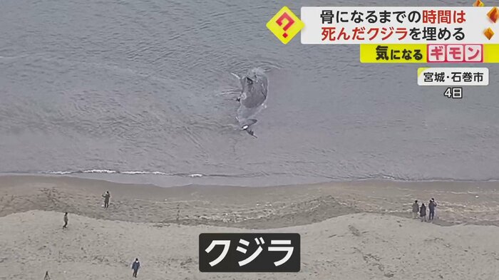 大きなクジラが、川の河口付近で死んでいた