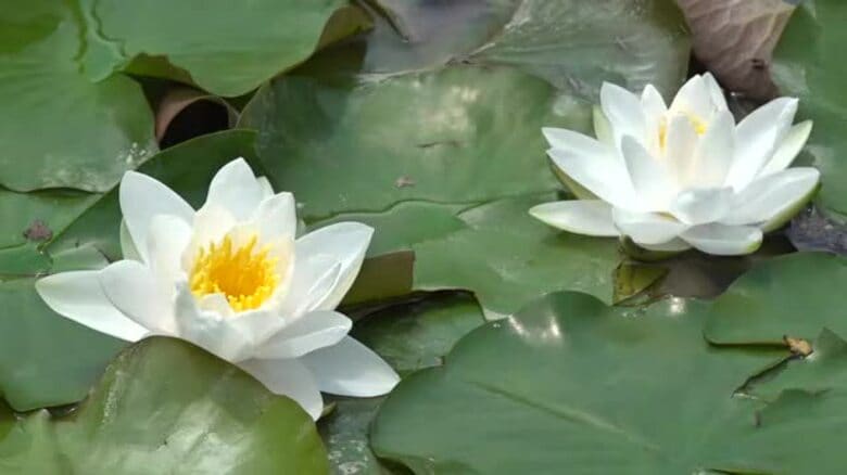 純白の花スイレンが涼やかに…国の名勝指定の福江城「心字が池」で【長崎県五島市】｜FNNプライムオンライン