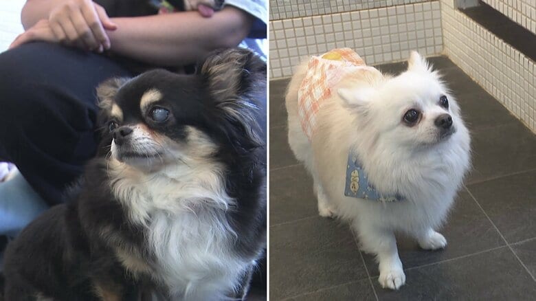 【独自】「クソ犬しかいない」チワワ2匹盗んだ男か　再び訪れて暴言…“保護犬カフェ”責任者が驚きと憤り　東京・荒川区｜FNNプライムオンライン